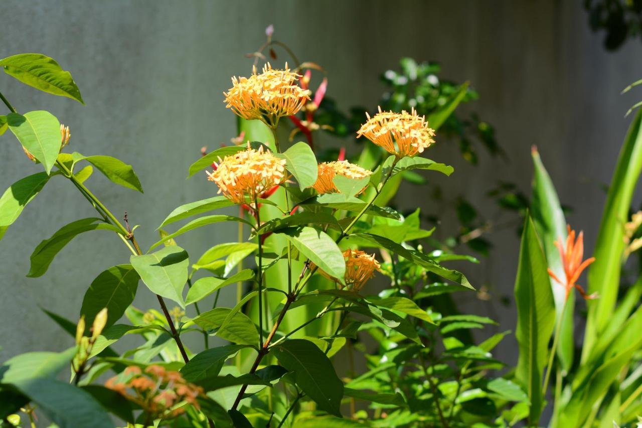 Palm Garden Guest House Galle Exterior foto