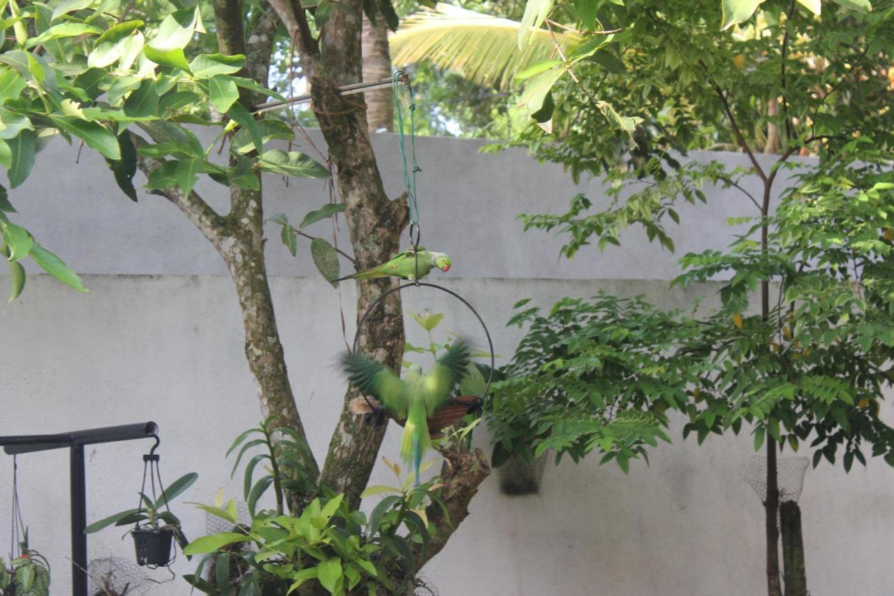 Palm Garden Guest House Galle Exterior foto